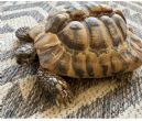 Hermanns : Male approx 25 years old (Toby)